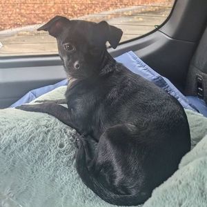 Meet your Posher, Achilles